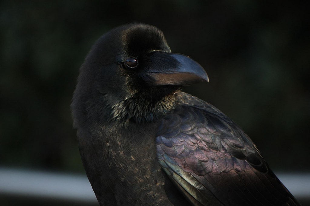 Crow - Nikita